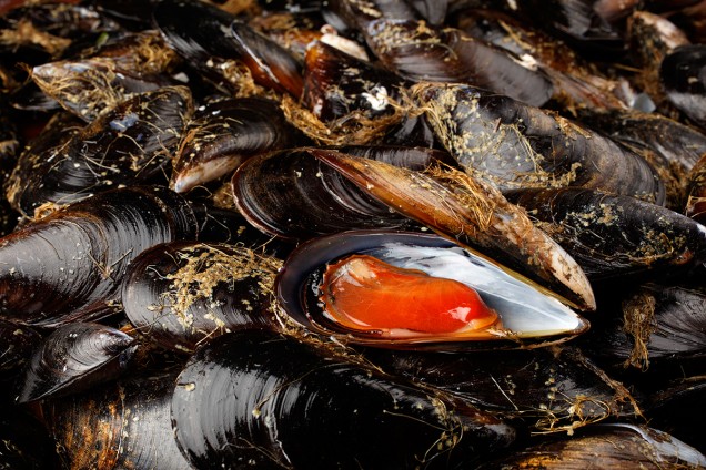 Moules d'Espagne