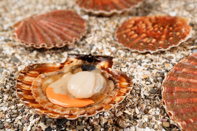 Coquilles Saint-Jacques
