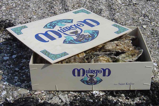 Huître creuse - Muirgen