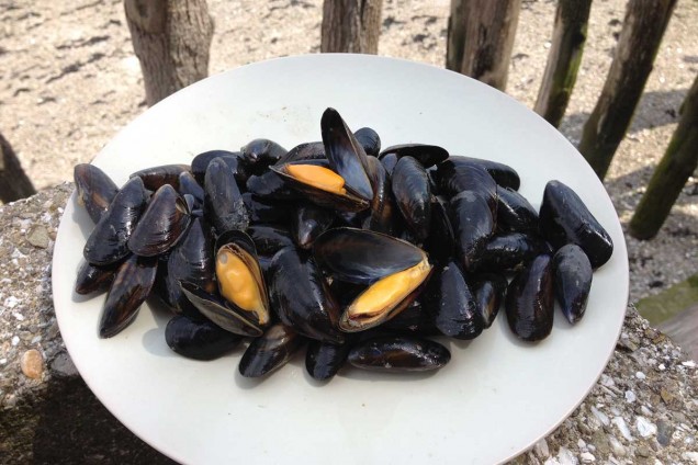 Moule de bouchot - Baie du Mont Saint-Michel
