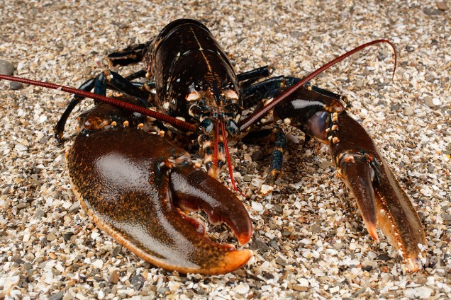 Homard