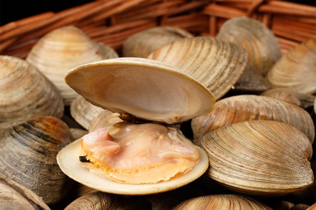 Clams